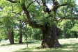 Ogólnopolski Zlot „Rowerem przez Rogaliński Park Krajobrazowy"